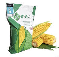 Семена кукурузы Гран 6 ФАО 300 ВНІС, Зерновая и Силосная кукуруза, устойчивая к жаре