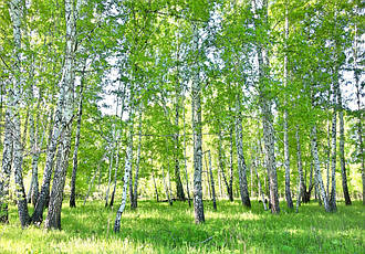 Флізелінові фотошпальни в спальню 416x254 см Природа Ліс Берези Зелені Дерева (14182VEXXXL) Найкраща якість