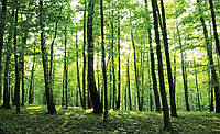 Флизелиновые фотообои природа 254x184 см Деревья Пейзаж Зеленый лес (186V4) Клей в подарок