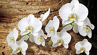 Природа фотообои 254x184 см 3Д Яркие, белые орхидеи (1017P4) Клей в подарок