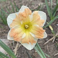 Нарцис сортовий розрізнокорончастий Split corona Cum Laude (Кум Лауд), цибулина