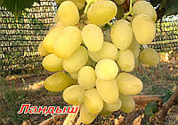 Саженцы винограда средне-раннего срока созревания сорта Ландыш