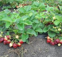 Полуниця Мармелада контейнер 1,6 л