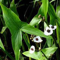 СТРЕЛОЛИСТ ОБЫКНОВЕННЫЙ - растение для мини пруда, водной клумбы, прудика в вазоне
