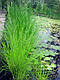 БОЛОТНИЦЯ БОЛОТЯНА, СІТНЯГ- рослина для міні ставку, водної клумби, ставочка у вазоні, фото 2