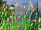 БОЛОТНИЦЯ БОЛОТЯНА, СІТНЯГ- рослина для міні ставку, водної клумби, ставочка у вазоні, фото 3