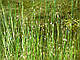 БОЛОТНИЦЯ БОЛОТЯНА, СІТНЯГ- рослина для міні ставку, водної клумби, ставочка у вазоні, фото 4