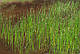 БОЛОТНИЦЯ БОЛОТЯНА, СІТНЯГ- рослина для міні ставку, водної клумби, ставочка у вазоні, фото 5
