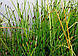 БОЛОТНИЦЯ БОЛОТЯНА, СІТНЯГ- рослина для міні ставку, водної клумби, ставочка у вазоні, фото 6