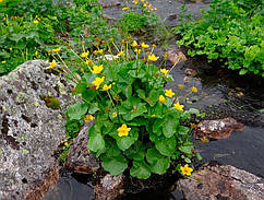 КАЛЮЖНИЦЯ БОЛОТЯНА - рослина для міні ставку, водної клумби, ставочка у вазоні