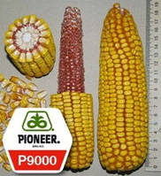 Насіння кукурудзи P9000 (новий) ФАО 310