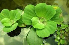 ВОДЯНИЙ САЛАТ, ПІСТІЯ - рослина для міні ставку, водної клумби, ставочка у вазоні