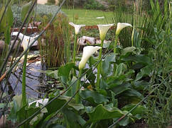КАЛЛА ВОДНА КОРЕНЕВИЩНА БІЛА - рослина для міні ставку, водної клумби, ставочка у вазоні