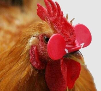 Окуляри для курей і півня від клювання, фото 1