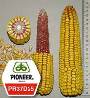 Насіння кукурудзи ПР37Д25 / PR37D25 ФАО 390