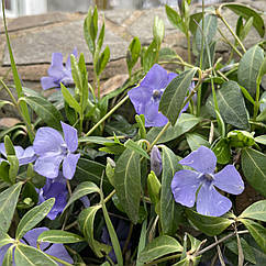 Барвінок синій звичайний саджанці