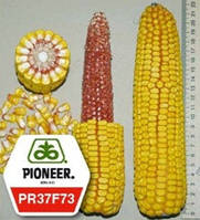 Насіння кукурудзи ПР37Ф73 / PR37F73 ФАО 435