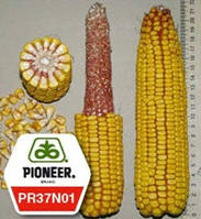 Насіння кукурудзи ПР37Н01 / PR37N01  ФАО 390