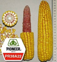 Насіння кукурудзи ПР38А22/PR38А22 ФАО 390