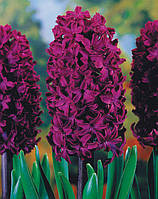 Цибулини Гіацинт Woodstock 18/19 (1 шт.)