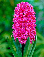 Цибулини тюльпанів Гіацинт Vuurbaak