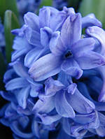 Цибулини тюльпанів Гіацинт Delft Blue ( Дельфт Блю ) 18/19