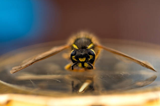 Аерозоль від осиних гнізд та шершнів аерозоль від ос та шершнів 600 мл, Bros BC, фото 3
