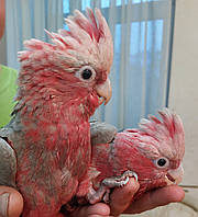 Рожеві Какаду малюки