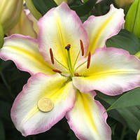 Лілія з гігантською квіткою Captain Tricolore