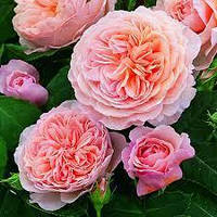 Роза английская Уильям Моррис (William Morris)