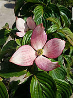 Дерен Коуза Cornus kousa с 20 l h 120-160