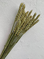 Пшеница тритикум сухоцвет натуральный ( 20 шт )