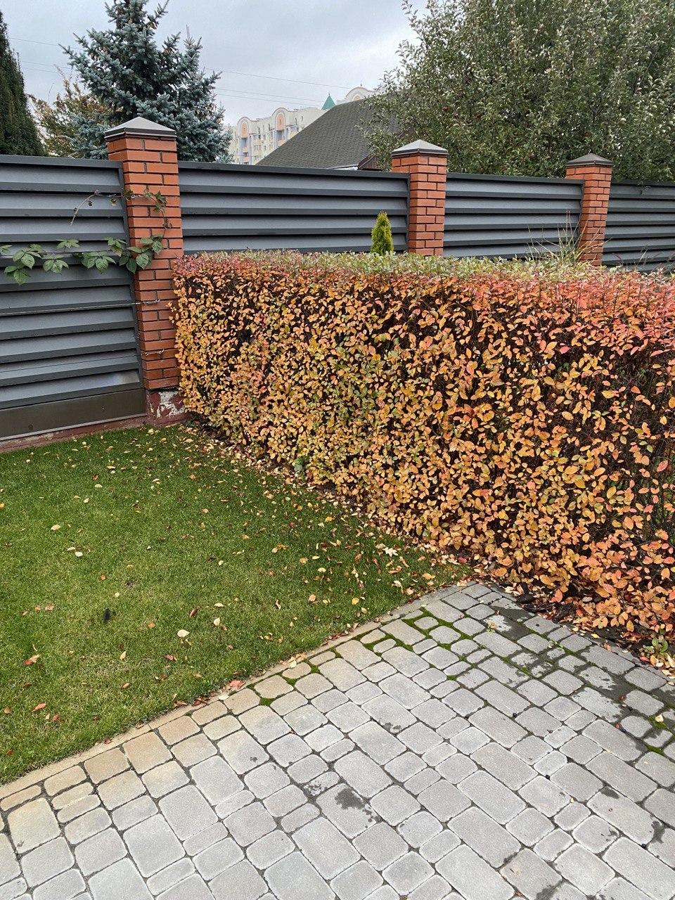 Купить Кизильник блискучий (Cotoneaster lucidus) - С3, цена 150 грн ...