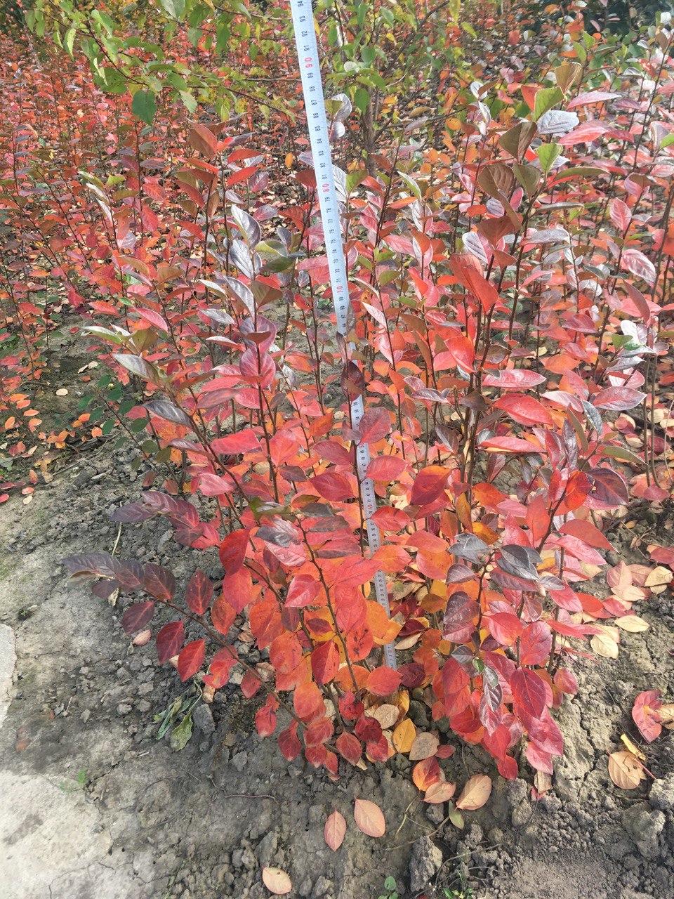 Купить Кизильник блискучий (Cotoneaster lucidus) - С3, цена 150 грн ...