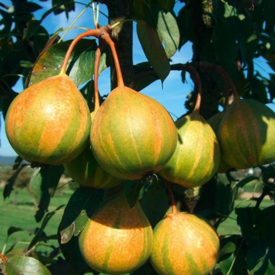 Саджанці груші "Писанка"