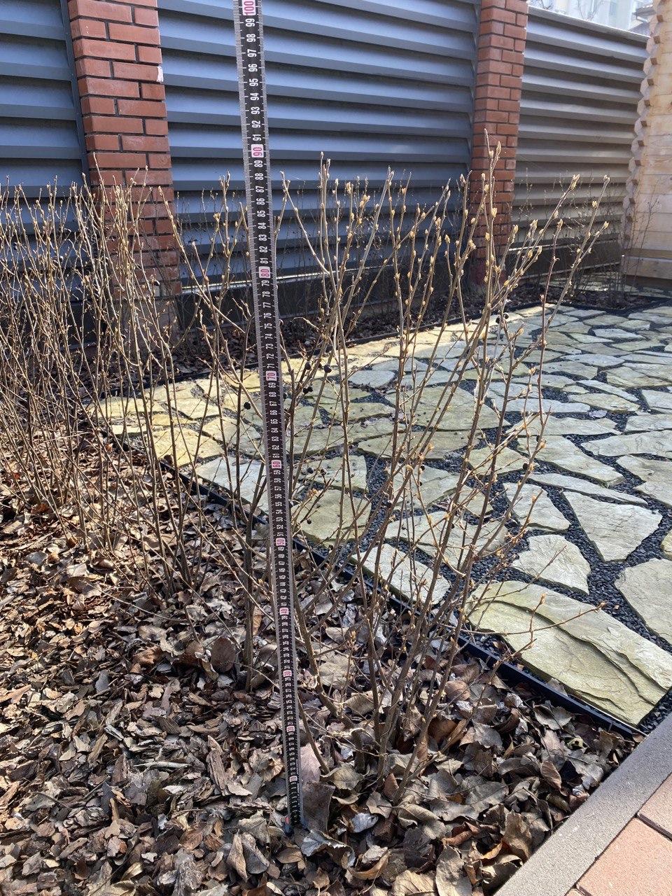 Купити Кизильник блискучий (Cotoneaster lucidus) С5, ціна 180 грн ...