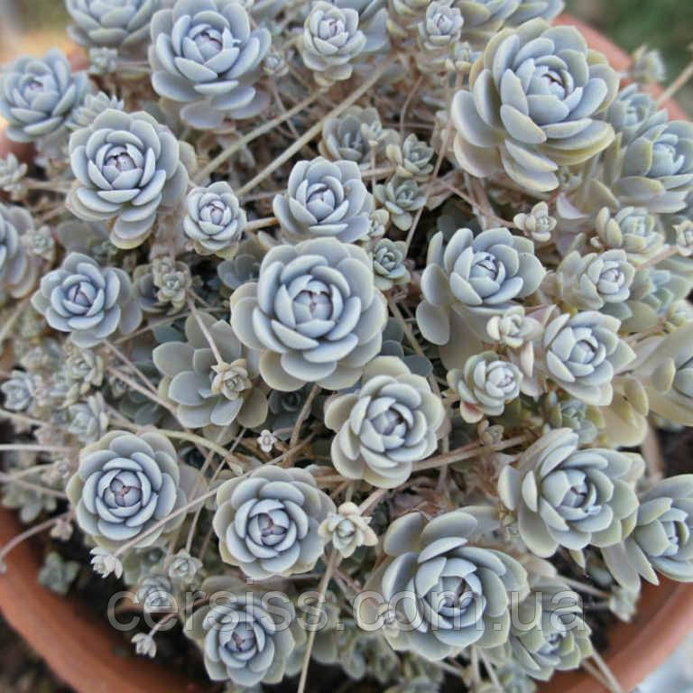 Оростахіс, Горноколосник (Саджанці у горщику), Orostachys