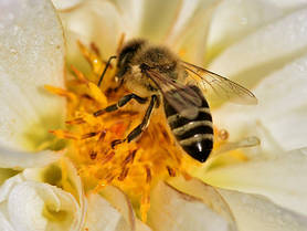 Інвентар для бджільства