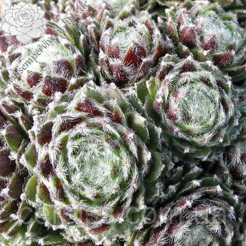 Молодило Маджестік (Поділка у горщику), Sempervivum Majestic