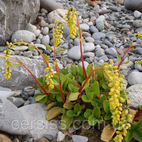 Очиток, седум супротивнолистий (Саджанець у горщику), Sedum oppositifolium