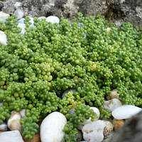 Очиток седум білий Хлоротікум Sedum album Chloroticum