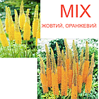 Еремурус( Eremurus) вузьколистий садовий, корневища, mix суміш оранжевий, жовтий корневища 1шт, фото 3
