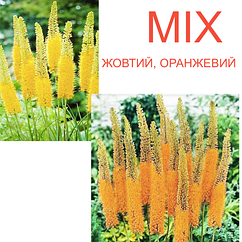 Еремурус( Eremurus) вузьколистий садовий, корневища, mix суміш оранжевий, жовтий корневища 1шт