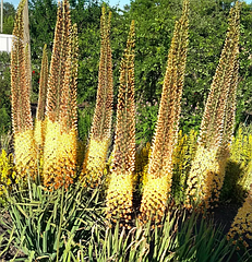 Еремурус( Eremurus) вузьколистий сортовий садовий, бульби жовтий гігант