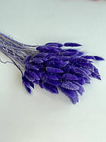 Лагурус натуральный 20 шт фиолетовый