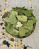 Береза листя (Betula folia) 1 кг, фото 3