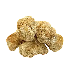 Їжовик  гриб 100 гр гребінчастий  гриб (Герицій їжаковий) сушений