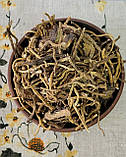 Чемериця корінь 100 г, фото 2
