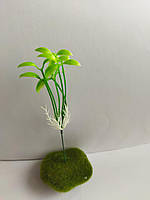 Росток сої на піку