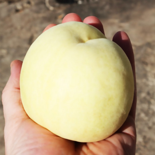 Саджанці персика АЙС ПІЧ середньо-пізнього терміну дозрівання (дворічний), фото 1